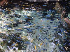 -奥兰多迪士尼动物王国乐园