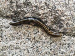 -碓臼峪自然风景区