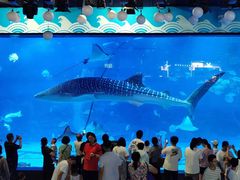 -烟台海昌鲸鲨海洋公园