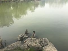 -紫竹院公园冰场