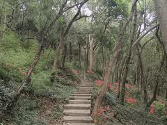 -上海佘山国家森林公园天马山园