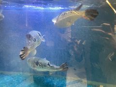-鲐赏河豚(长寿店)
