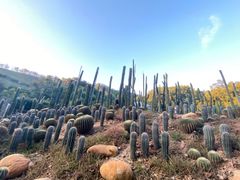 -深圳仙湖植物园
