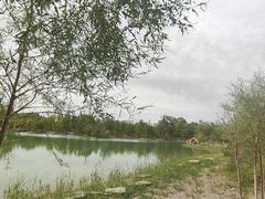 -金塔沙漠胡杨林景区