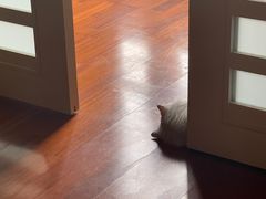 -猫大福·Fortune Cat猫舍(百子湾店)