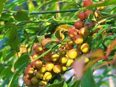 -合肥滨湖国家森林公园