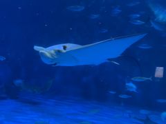 -鹿儿岛水族馆