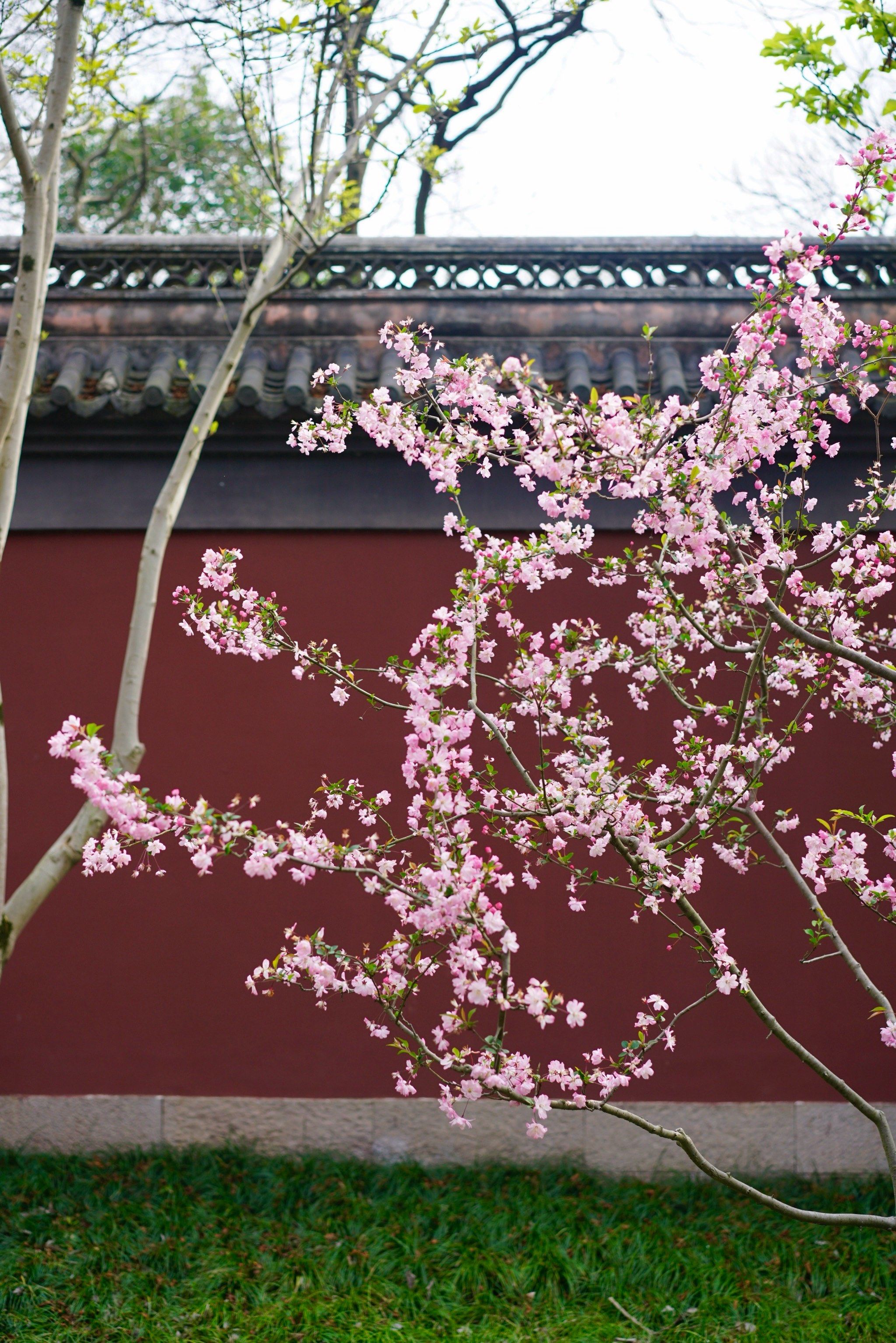 n钱王祠是西湖南线的传统景点
杭州公园年卡免门票
海棠配红墙