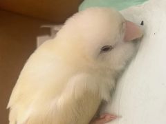-立德异宠动物医院.兔鸟爬.内窥镜(天河店)