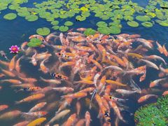 -昆山城市生态森林公园