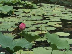 -洪湖生态旅游区