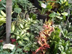 -秦美花卉(天朗·莱茵小城2期店)