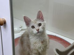 -青奢宠物·青奢猫舍