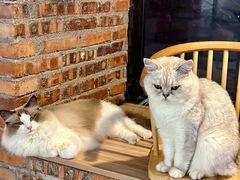 -豆逗聊愈猫阁Easy Life