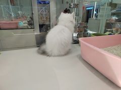 -babydoll猫舍·米努特·德文·缅因(久光中心店)