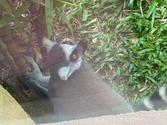 -熊猫自助餐厅.萌趣城堡(长隆熊猫酒店)