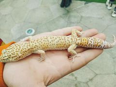 -萌宠奇缘