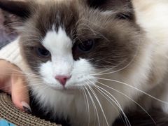 -天使宠物医院·犬猫分诊(彩虹店)