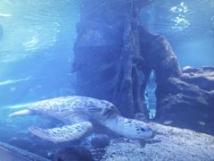 -太平洋海底世界