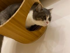 -Catmate·猫肥家润(金润铂宫店)