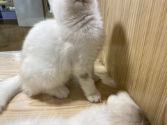 -屋虎猫馆(宝安大仟里店)