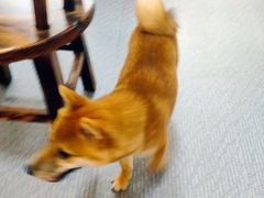 -柴源莊·柴小宠柴犬咖啡