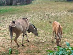 -沈阳森林动物园