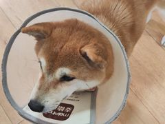 -是阿柴呀！柴犬咖啡·爱喵喵猫咖