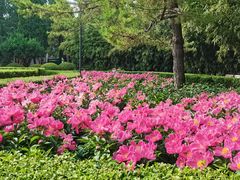 -黄村公园