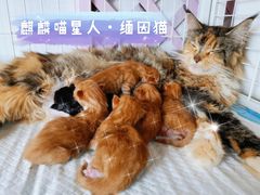 -70cat德文卷毛猫·缅因猫纯种猫舍