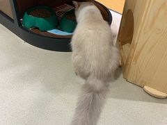 -藏猫猫咖啡主题馆(中央大道店)