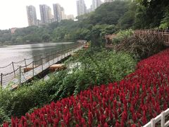 -重庆彩云湖湿地公园