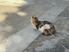 -Again Coffee Roaster(香蜜湖店)