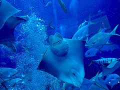 -迪拜水族馆及水下动物园