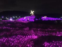 -大塘金香草谷