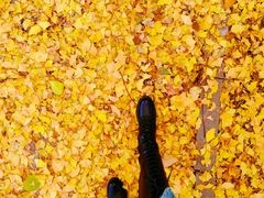 -三里屯东五街银杏大道