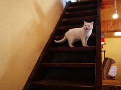 -小锅巴纳西餐厅