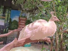 -正佳雨林生态植物园