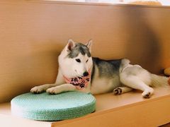 -Husky Go! 哈士奇体验馆·宠物咖啡厅狗咖