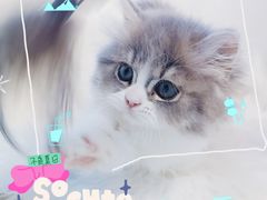 -麒麟缅因猫舍·十五年缅因猫选购中心