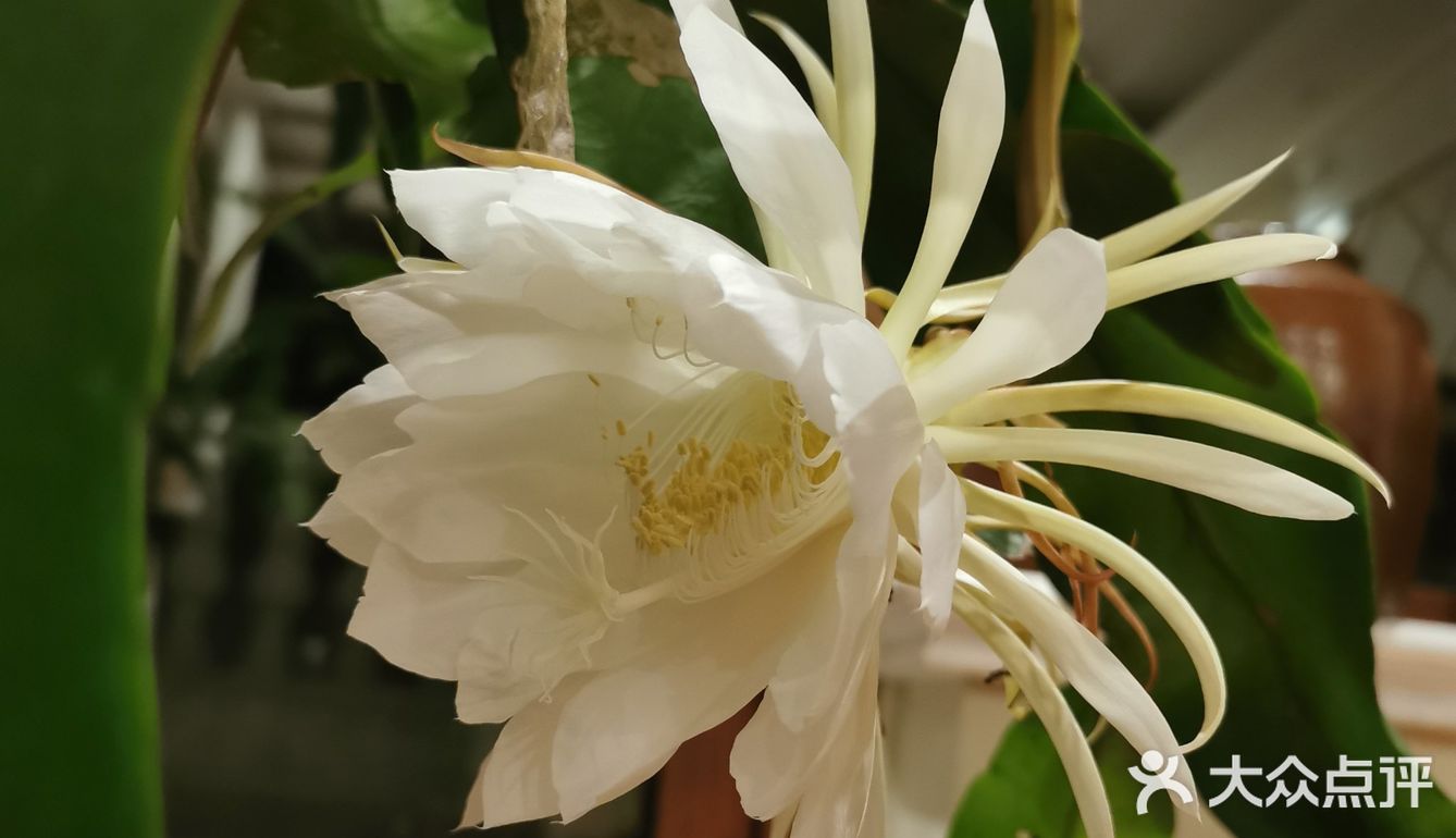 昙花炒鸡蛋