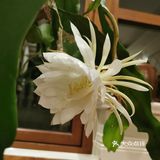 昙花炒鸡蛋