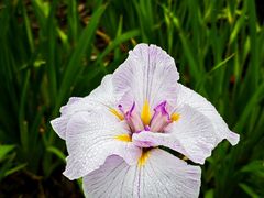 -上海植物园-4号门售票处