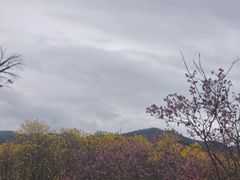 -天适樱花悠乐园