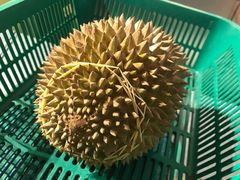 -都念榴莲·城市榴莲