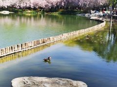 -陶然亭公园