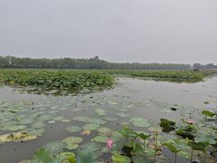 -荷花大观园
