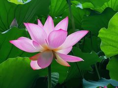 -荔湾湖公园