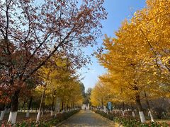 -长白岛森林公园