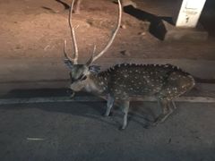 -清迈夜间动物园